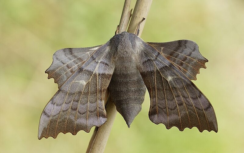  Pappelschwärmer (Laothoe populi) 
