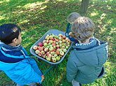 Kinder begutachten die gesammelten Äpfel.