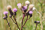 Ackerkratzdistel, Foto: Helge May Ackerkratzdistel, Foto: Helge May