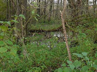 Erlenbruchwald