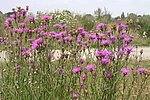 Wiesen-Flockenblume - Foto: Ewald Thies