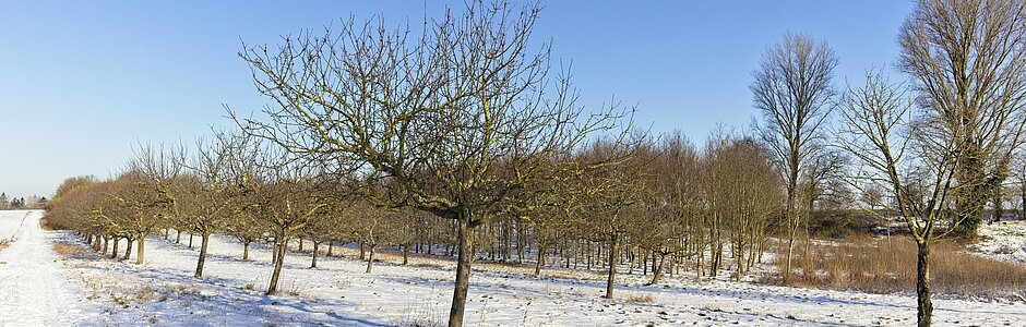 Streuobstwiese Oberkrüchten. Foto: Jürgen Richterich