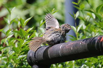 Heckenbraunelle Jungvogel, Foto: Klaus Keipke