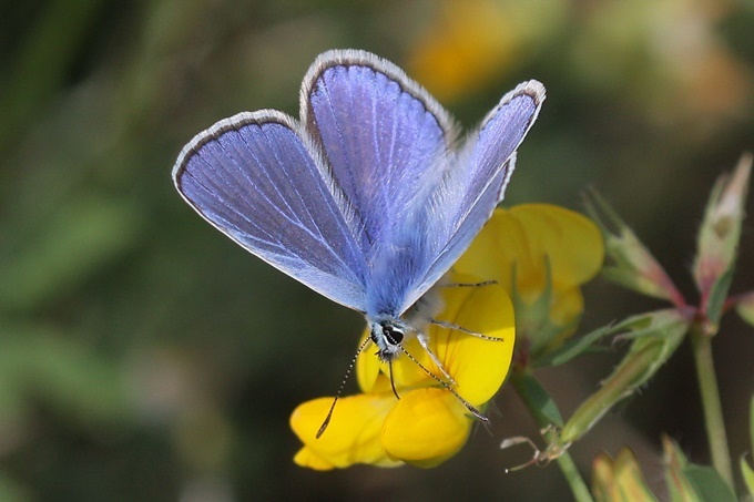 Bläuling, Foto: Herbert Beste